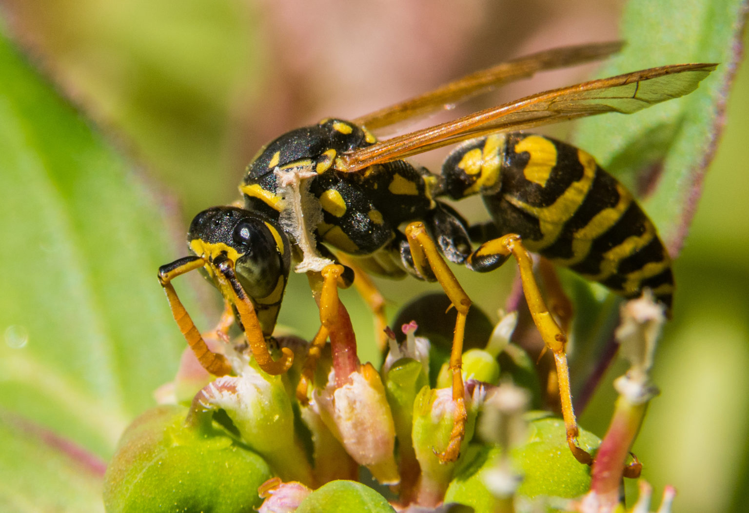 Yellow Jackets